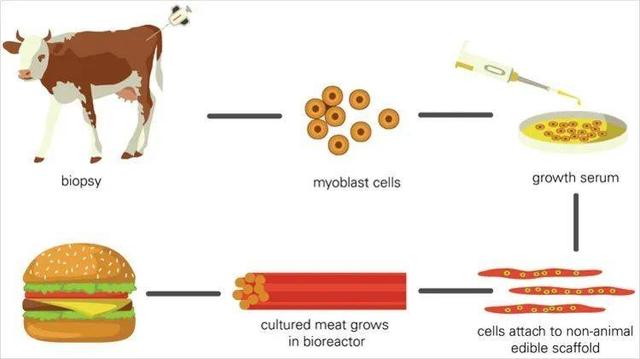 “本肉品制造过程中，没有任何动物受到伤害”