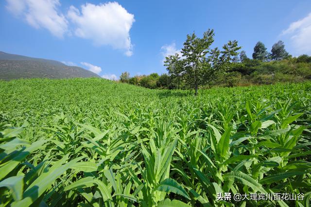 一种生长在云南山咔咔里的奇葩蔬菜——贡菜