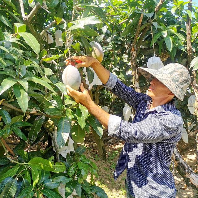 秋日“赏金”喜看攀枝花果园丰收画卷