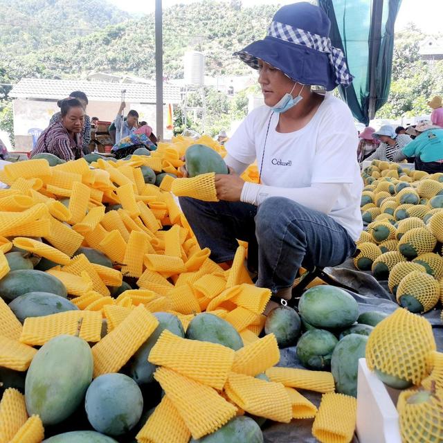 秋日“赏金”喜看攀枝花果园丰收画卷