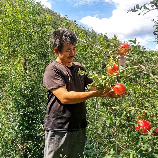 秋日“赏金”喜看攀枝花果园丰收画卷