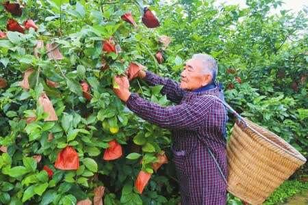 安岳县花果村：小小柠檬果 成了村民致富“黄金果”