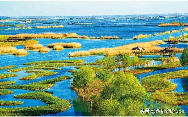 嘴巴自带饭勺？江苏盐城发现极危物种勺嘴鹬，网友：像极了干饭人