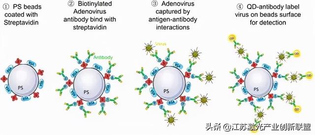 激光“镊子”竟可精确捕获、移动病毒