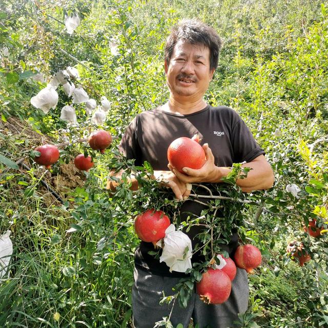 秋日“赏金”喜看攀枝花果园丰收画卷