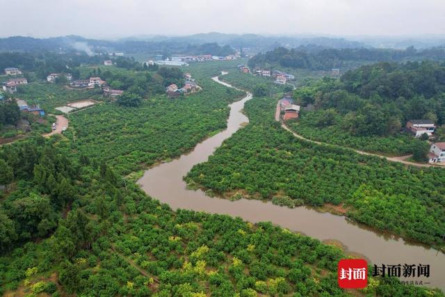 小康圆梦丨四川安岳花果村：“安岳柠檬”发源地 上榜全国乡村特色产业“亿元村”