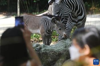 新加坡动物园的新生细纹斑马「图」