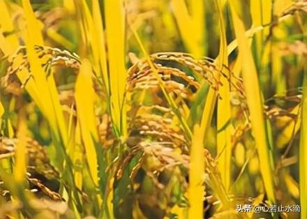 清明 时节雨纷纷