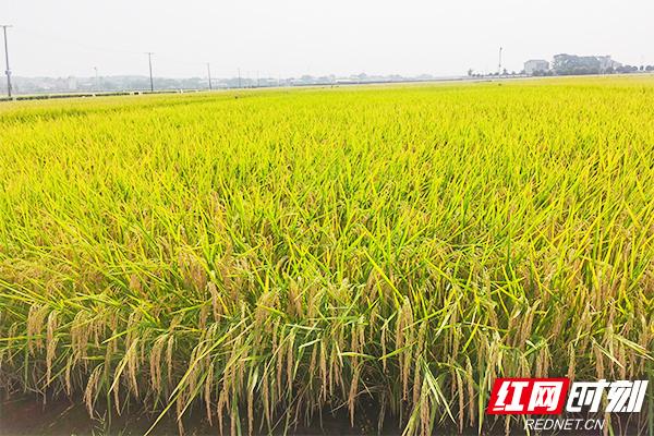 科技赋能：稻种出湘 飘香海外
