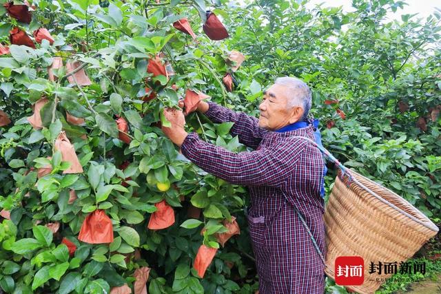 小康圆梦丨四川安岳花果村：“安岳柠檬”发源地 上榜全国乡村特色产业“亿元村”