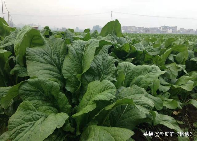 弥渡酸腌菜：云南人最爱
