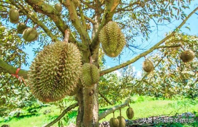 从开花到结果完美展现榴莲成长的全过程，看完你还觉得榴莲贵吗？