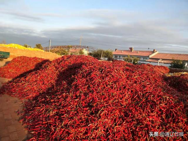 东风镇1.5万亩红辣椒有了“身份证”