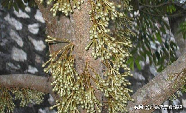 从开花到结果完美展现榴莲成长的全过程，看完你还觉得榴莲贵吗？