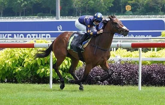聚星马粮快讯：新加坡4岁赛马“林家准将”重回冠军宝座