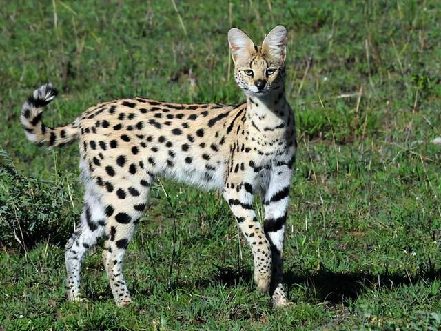 爱猫人士花5.6万买极罕见猫，猫没养熟人吃牢饭了，薮猫是什么？