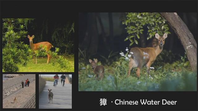 在上海重构自然：野生动物中的意外来客、适应者与回归者