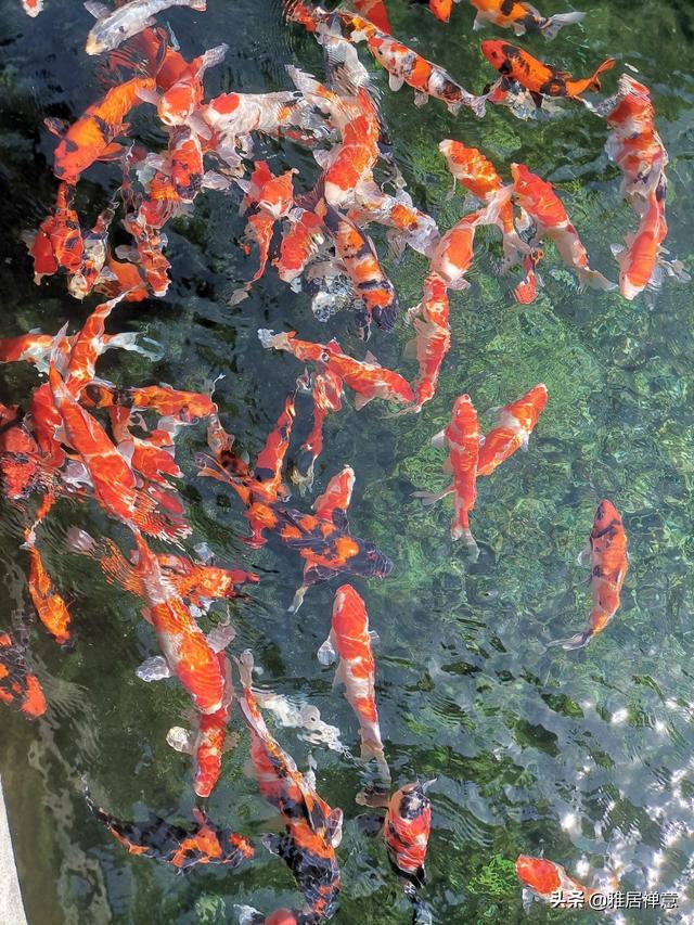 管中窥豹，从锦鲤养殖看日本的种业繁荣