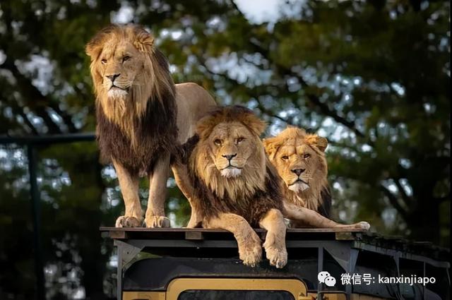 新加坡动物园狮子感染新冠病毒，专家：猫科动物更容易感染