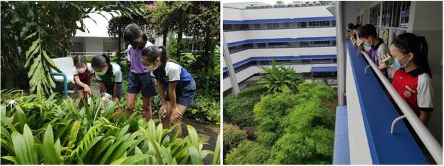 推广绿色可持续发展观念！新加坡中小学积极开展多样活动...