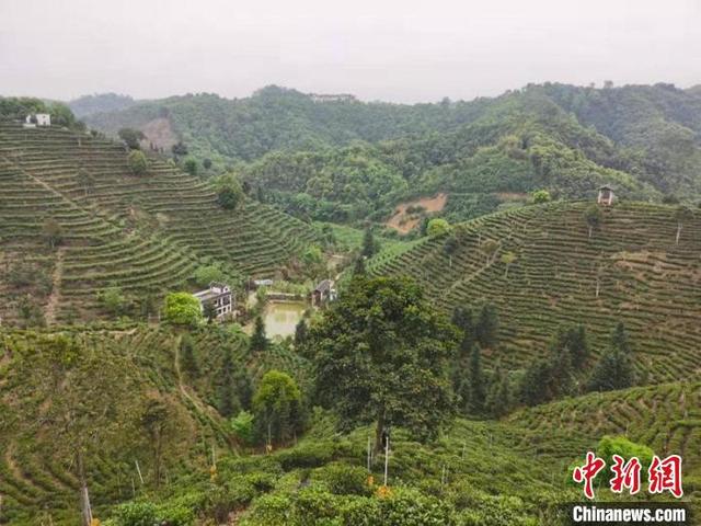 广西六堡茶借“一带一路”再出海 茶船古道重现生机