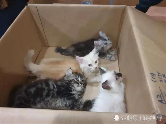 最小的猫儿——新加坡猫