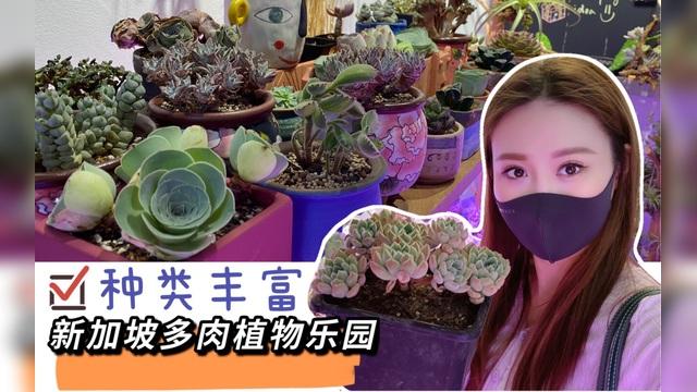 新加坡多肉植物，很难找到！今天被我发现了！