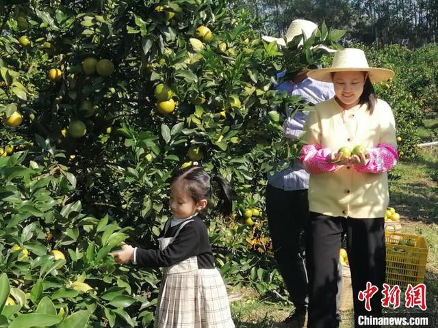 “中国橙乡”广东廉江红橙上市 政府企业联手惠农