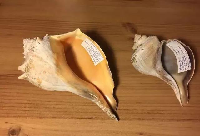 入侵物种非洲大蜗牛，雌雄同体“自导自演”繁殖后代？答案来了