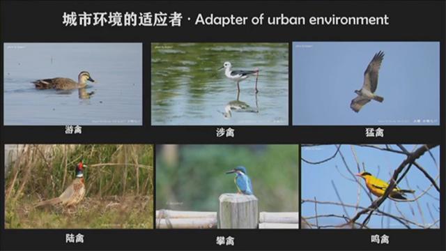 在上海重构自然：野生动物中的意外来客、适应者与回归者