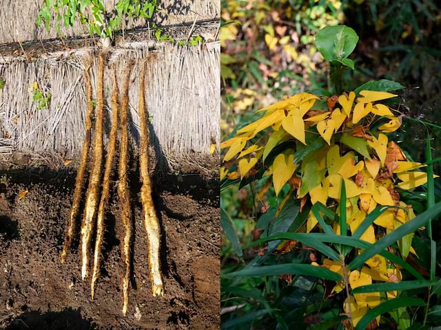 温室种植也是可行的，介绍了日本山芋、山药的种植技术