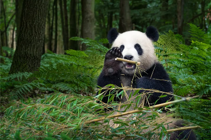 新加坡动物园大熊猫宝宝候选名字出炉