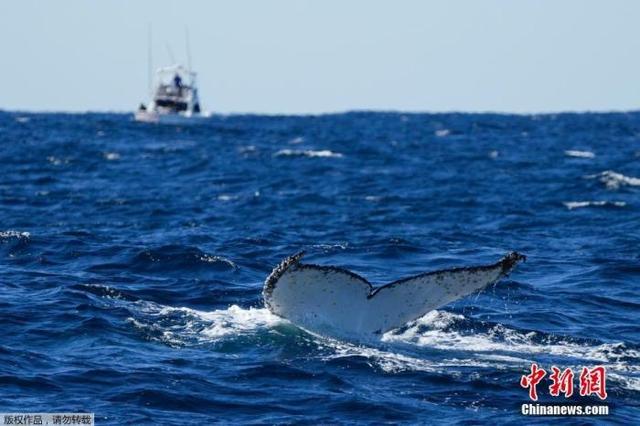 因外来物种入侵 澳大利亚本土生物恐面临灭绝威胁