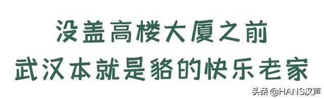 不要靠近！不要靠近！不要靠近！当野生动物回归武汉