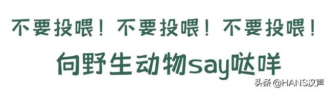 不要靠近！不要靠近！不要靠近！当野生动物回归武汉