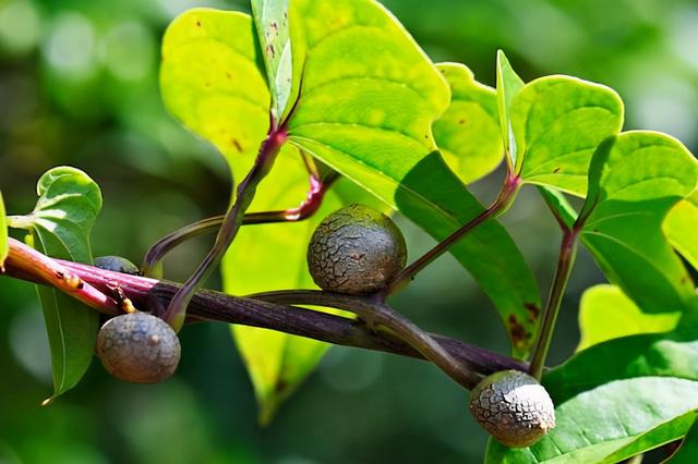 温室种植也是可行的，介绍了日本山芋、山药的种植技术
