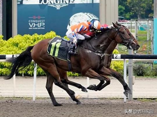 赛马邮报亚洲赛马新闻：新加坡赛马“娱乐家”力抗众多实力强驹