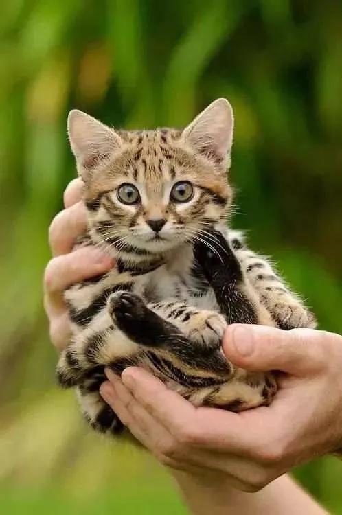 最小的猫儿——新加坡猫