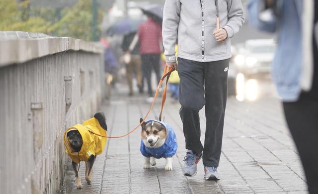 “任性遛狗”频致争端，文明养犬不能光靠劝