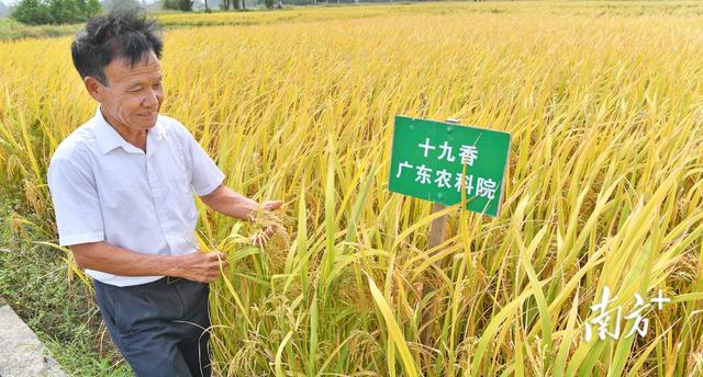 深读｜励叔和他的“明星种子”