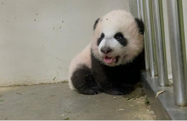 新加坡首只大熊猫宝宝名字揭晓“叻叻”，拼读：lele