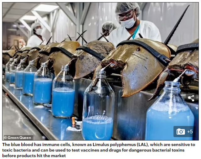珍贵蓝血在美国用于新冠疫苗测试，动保人士：活化石马蹄蟹濒临灭绝