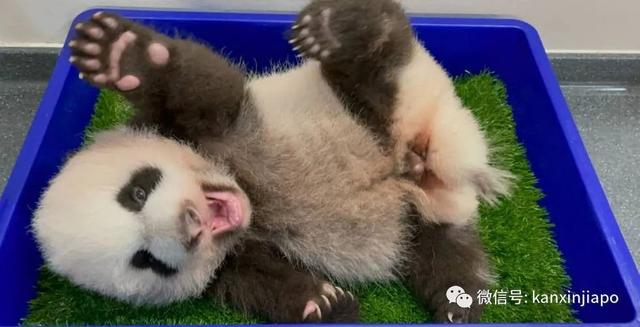 第一只在新加坡诞生的大熊猫宝宝名字公布
