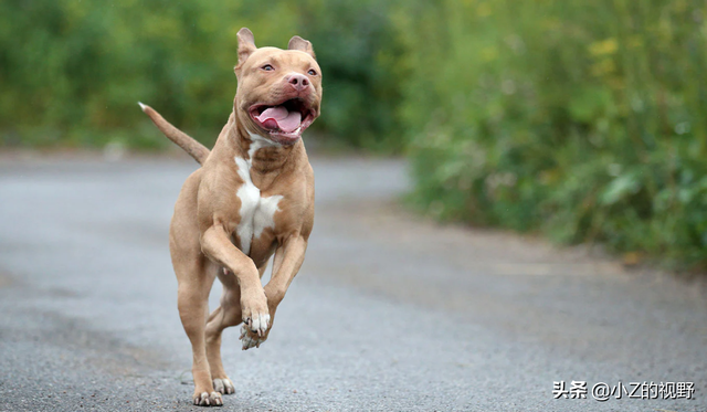 被称为猛犬的五个品种，有些是斗犬出身，它们的历史渊源有哪些？