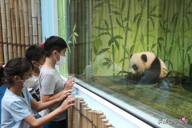 初见熊猫宝宝叻叻 新加坡公众怎么说？
