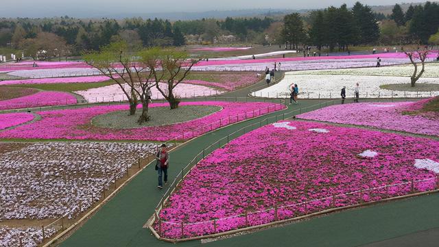 穷游世界8 日本6日游