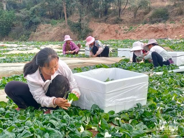 云南冬早蔬菜产业创新发展擦亮绿色“云菜”牌