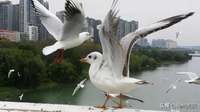 绵阳，代表城市灵魂和内核的顶流商圈来了！这就是金字塔的塔尖