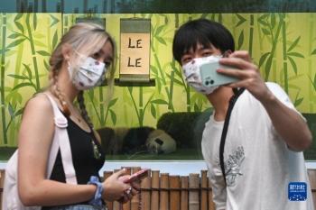 新加坡：大熊猫宝宝叻叻首次与公众见面「图」