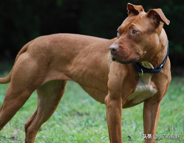 被称为猛犬的五个品种，有些是斗犬出身，它们的历史渊源有哪些？